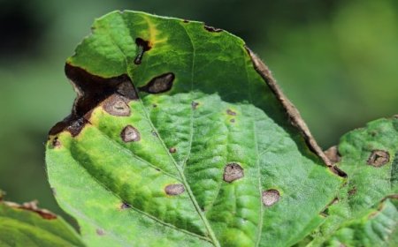Cara mengatasi serangan hama dan penyakit pada tanaman organik