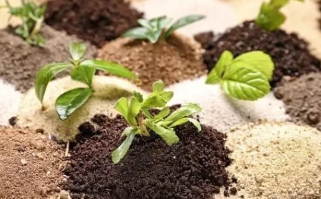 Tips Memilih Varietas Tanaman yang Sesuai dengan Kondisi Lahan