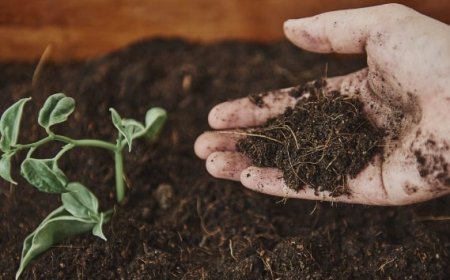 Manfaat Menggunakan Pestisida Organik untuk Mengurangi Dampak Lingkungan