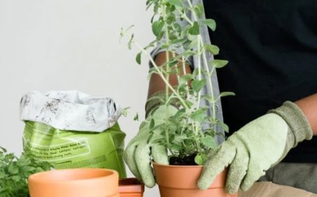 Tips Memilih Media Tanam yang Tepat untuk Kesuburan Tanaman Anda