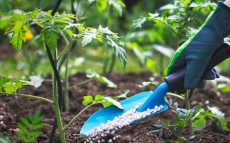 Daftar Pupuk Organik Terbaik untuk Meningkatkan Pertumbuhan Tanaman