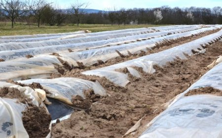 Manfaat Luar Biasa Penggunaan Mulsa dalam Konservasi Tanah dan Air