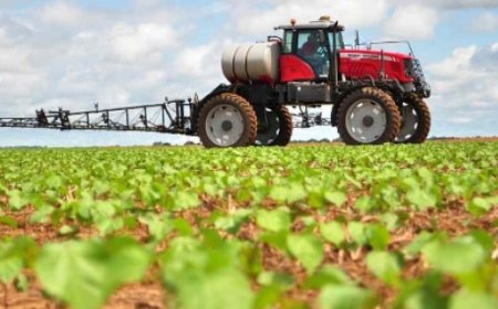 Strategi Manajemen Gulma yang Efektif dalam Pertanian Modern