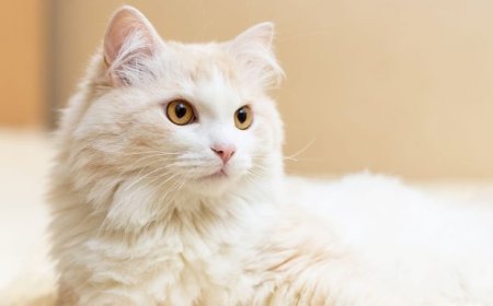 Perbedaan Kucing Anggora dan Persia: Panduan Lengkap untuk Pemilik Kucing