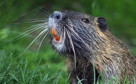 Perbedaan Otter dan Berang-berang: Fakta dan Informasi Lengkap