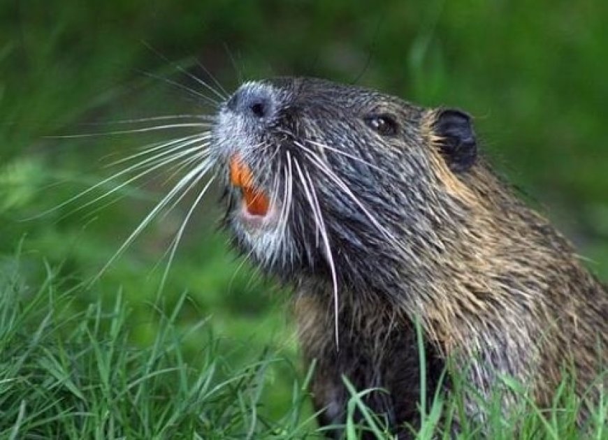 Perbedaan Otter dan Berang-berang: Fakta dan Informasi Lengkap