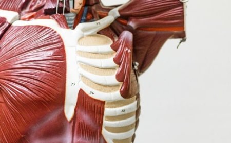 Perbedaan Otot Polos, Otot Lurik, dan Otot Jantung