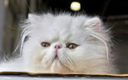 Perawatan Bulu Kucing Anggora dan Persia yang Bikin Mereka Tambah Kece!