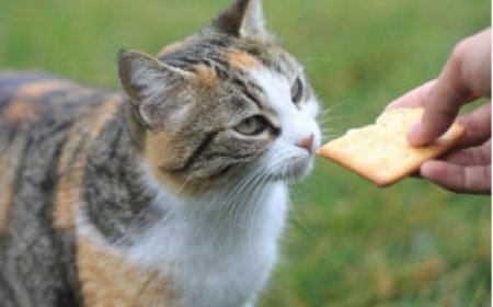 Kesehatan Nutrisi Kucing Anggora dan Persia