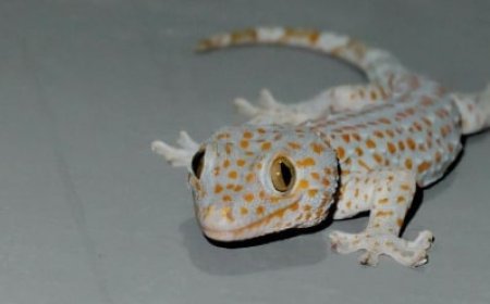 Mitos Kejatuhan Cicak di Kepala Pandangan Islam