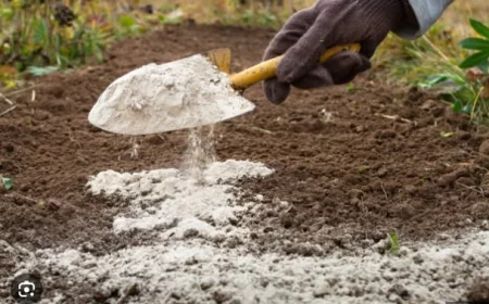 Fungsi Kapur Dolomit untuk Pertanian dan Perikanan