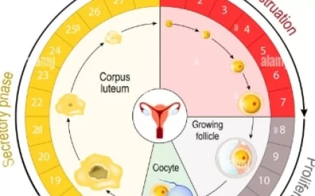 Cara Hitung Masa Subur?