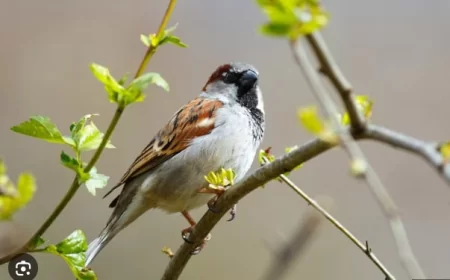 Apakah Boleh Memelihara Burung Cabak?
