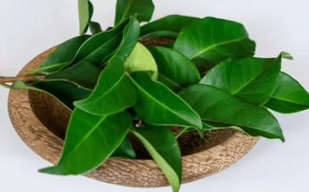 Daun Salam di Spot Ini Bikin Rezeki Ngalir Deras, Kata Feng Shui!