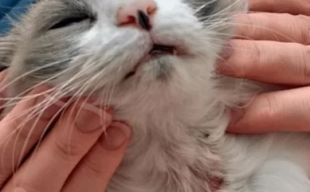 Apakah Scabies Kucing Bisa Menular ke Manusia?