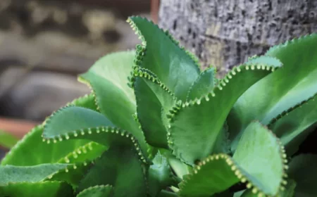 Manfaat Luar Biasa Tanaman Cocor Bebek