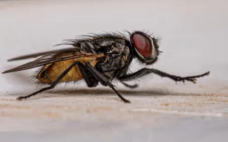 Lalat Minggat Seketika dengan Trik Rumahan yang Gampang Banget!