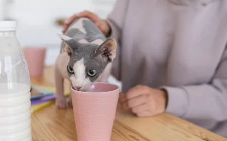 Apakah Kucing Boleh Minum Susu Dancow?