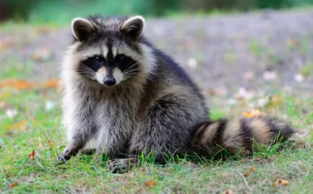 Apakah Rakun Boleh Dipelihara di Rumah?