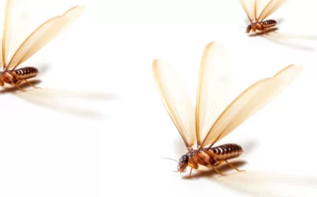 Apakah Laron Halal Dikonsumsi?