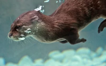 185 Tahun Menghilang, Berang-Berang Terkecil di Dunia Muncul Lagi di Nepal!