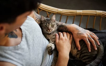 Mengapa Pecinta Kucing Punya Karakter Unik? Ini Kata Psikologi