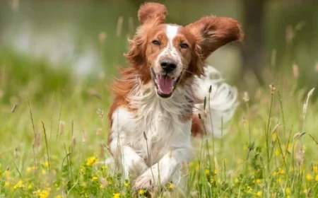 Kenapa Anjing Selalu Nempel Terus?