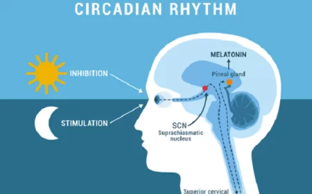 Irama Sirkadian: Jam Tubuh Alami yang Menentukan Kesehatanmu<