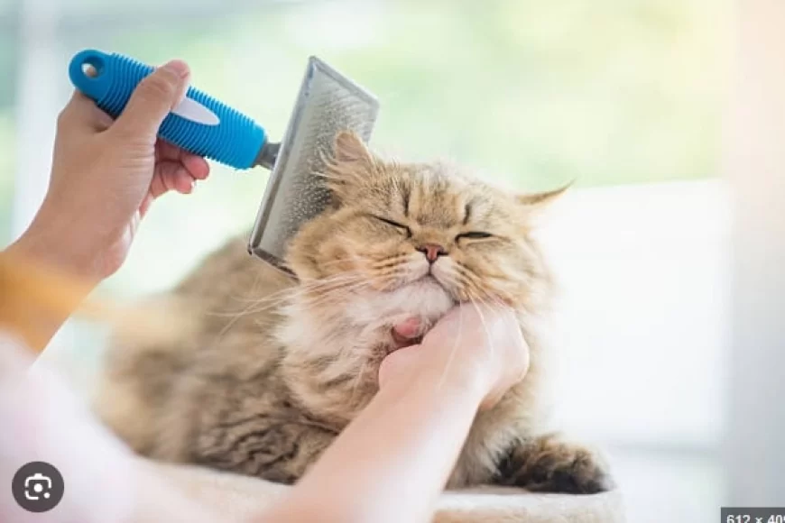 Biaya Grooming Kucing 2025