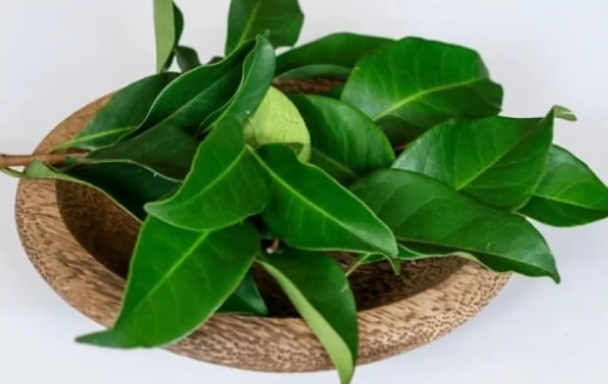 Daun Salam di Spot Ini Bikin Rezeki Ngalir Deras, Kata Feng Shui!