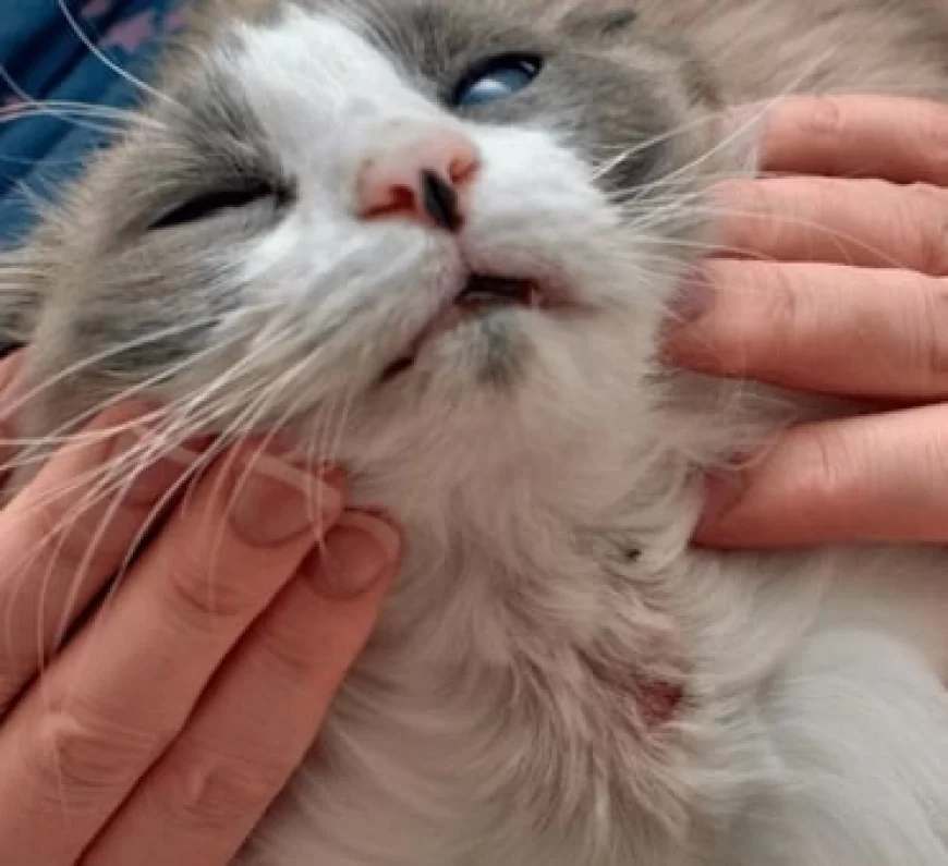 Apakah Scabies Kucing Bisa Menular ke Manusia?