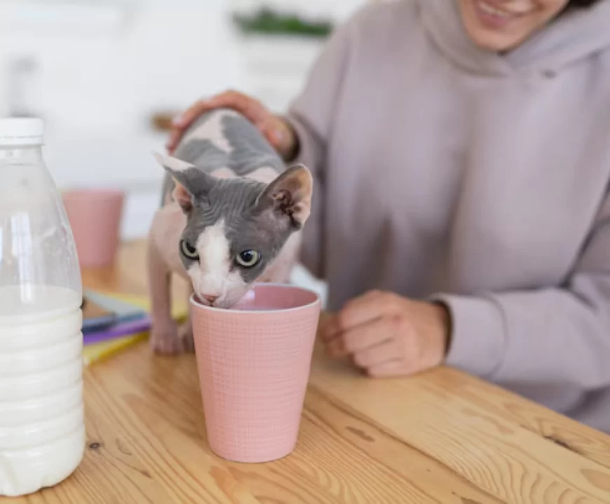 Apakah Kucing Boleh Minum Susu Dancow?