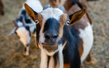 Apa Saja yang Dibutuhkan untuk Aqiqah? Tasyakuran Sederhana yang Bermakna