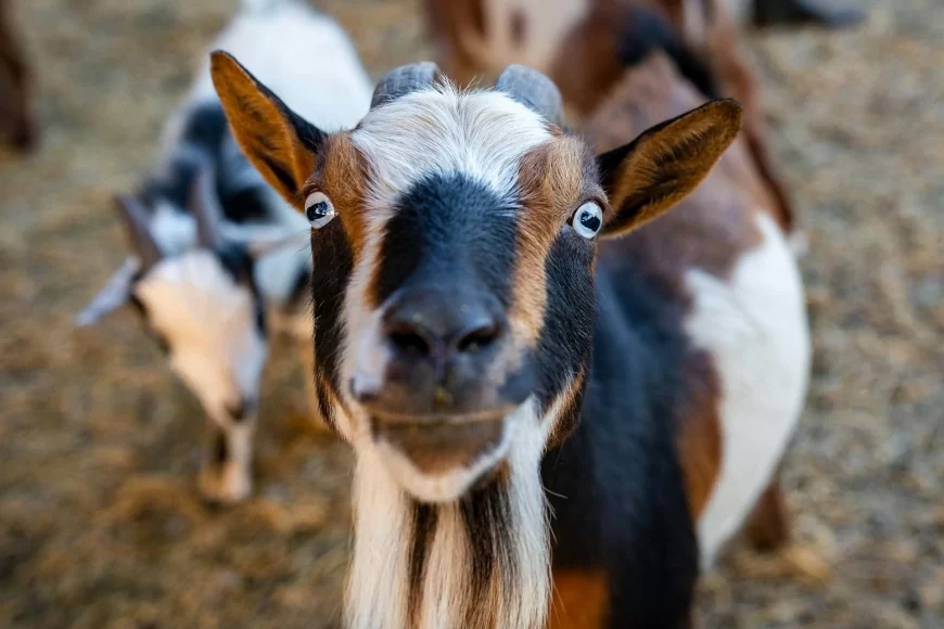 Apa Saja yang Dibutuhkan untuk Aqiqah? Tasyakuran Sederhana yang Bermakna